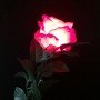 ROSE LUMINEUSE + FP LUMINEUX RECHARGEABLE (Rouge)