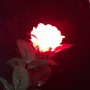 ROSE LUMINEUSE + FP LUMINEUX RECHARGEABLE (Rouge)