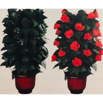 APPARITION MAGIQUE DE ROSES