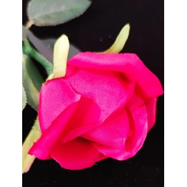 ROSE LUMINEUSE (Jeili Magic)